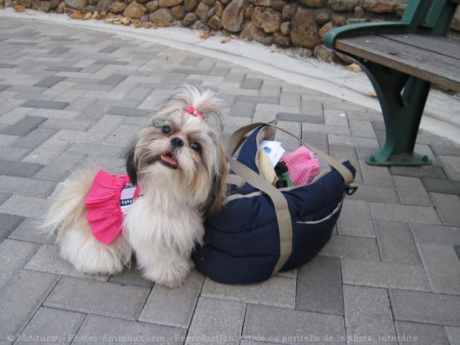 Photo de Shih tzu