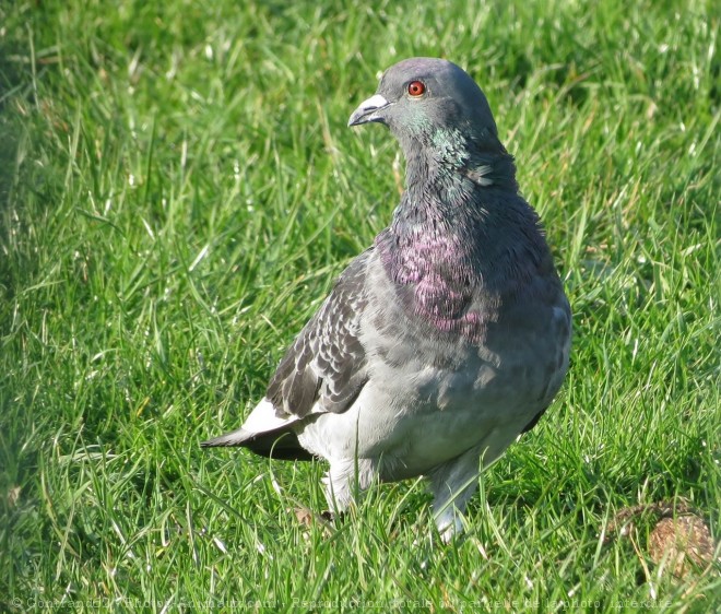 Photo de Pigeon - biset