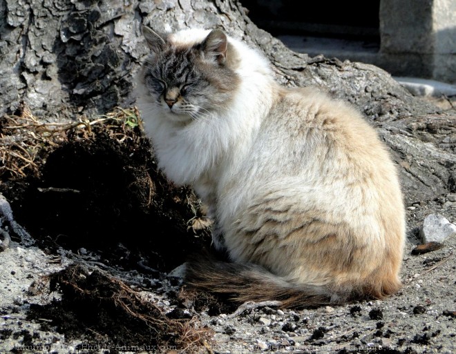 Photo de Chat domestique