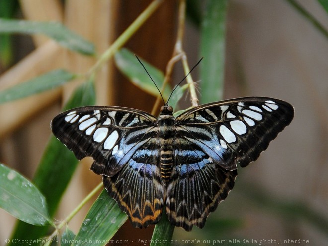 Photo de Papillon