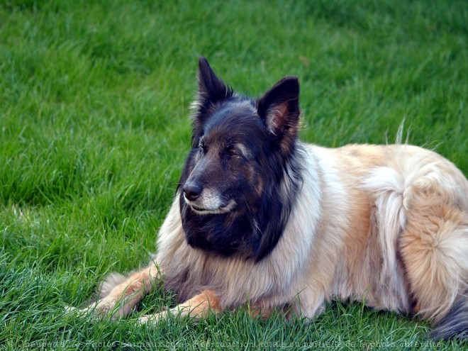 Photo de Berger belge tervueren