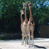 Photo de Girafe