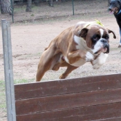 Photo de Boxer