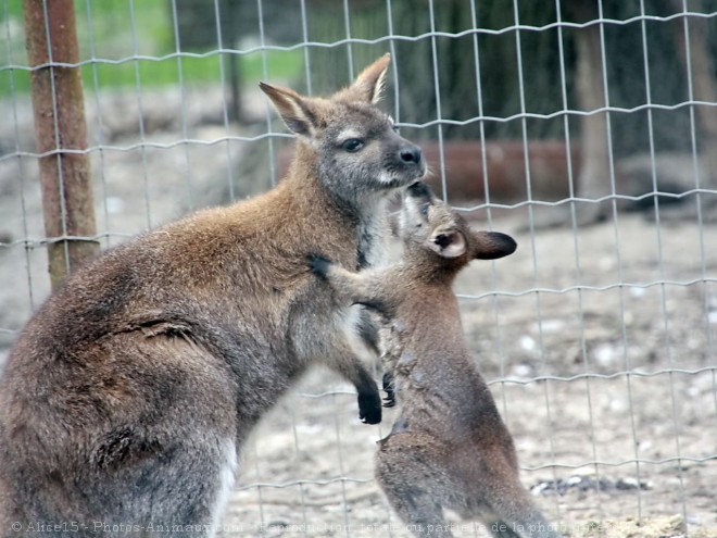 Photo de Wallaby