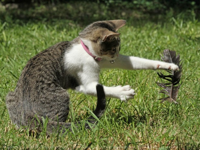 Photo de Chat domestique