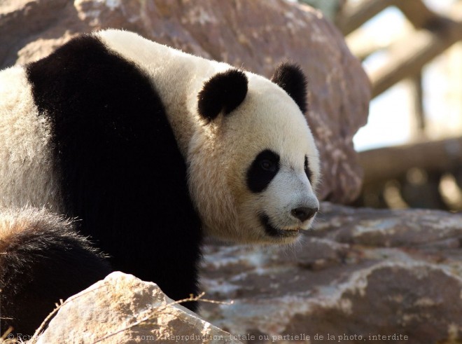 Photo de Panda