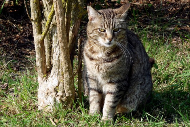 Photo de Chat domestique