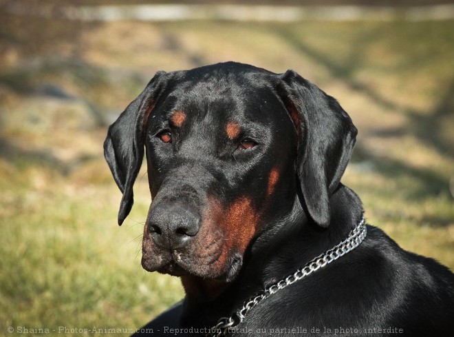 Photo de Dobermann