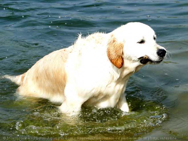 Photo de Golden retriever