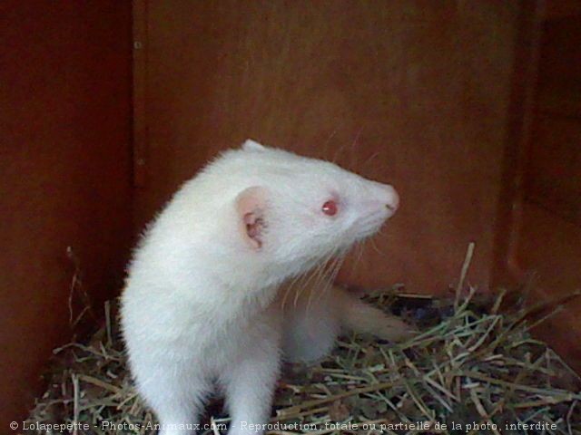 Photo de Furet