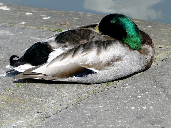 Photo de Canard colvert