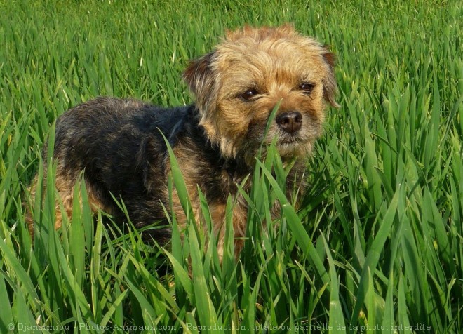 Photo de Border terrier