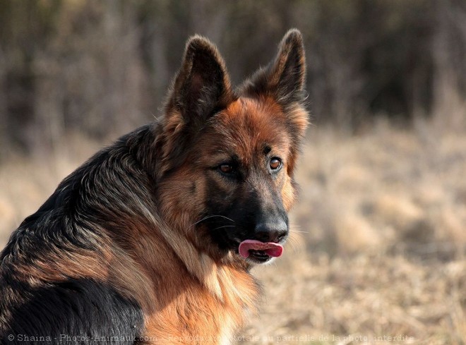 Photo de Berger allemand  poil court