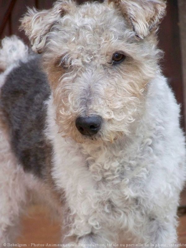 Photo de Fox terrier  poil dur