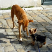 Photo de Yorkshire terrier