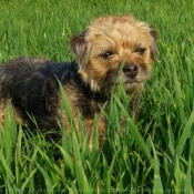 Photo de Border terrier