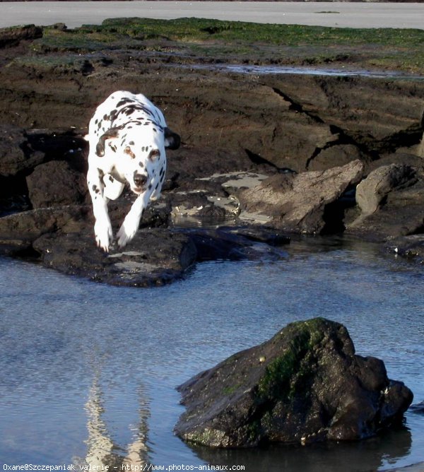 Photo de Dalmatien