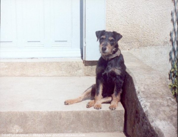 Photo de Jagdterrier allemand