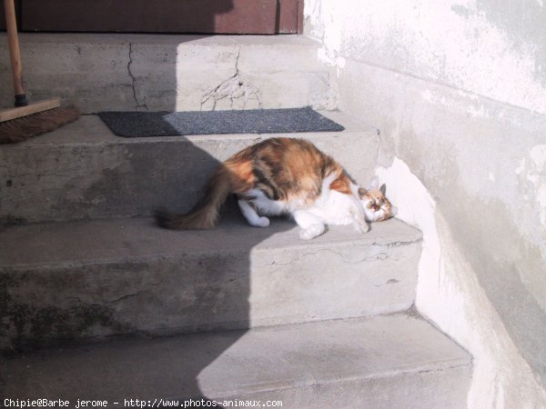 Photo de Chat domestique