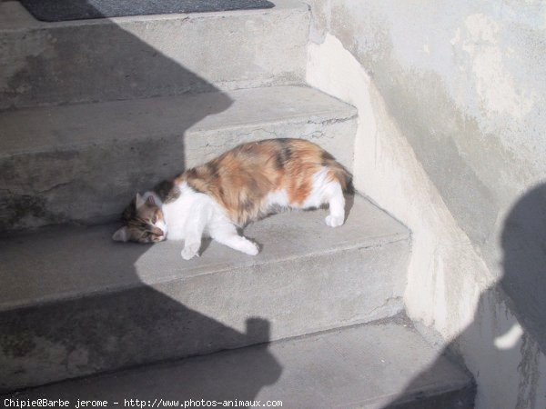 Photo de Chat domestique