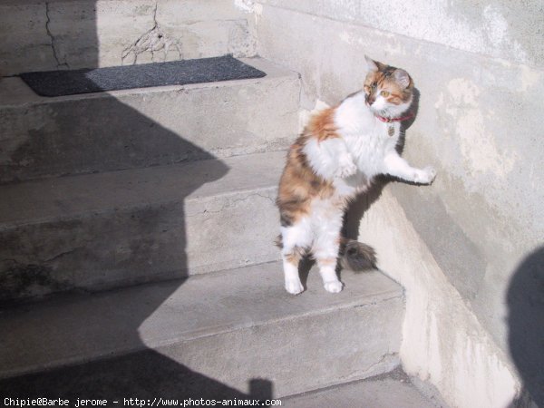 Photo de Chat domestique