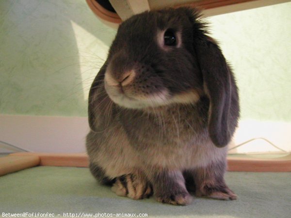 Photo de Lapin