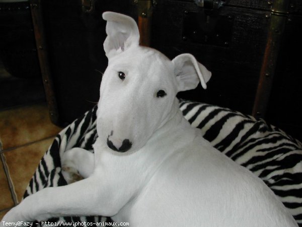 Photo de Bull terrier miniature