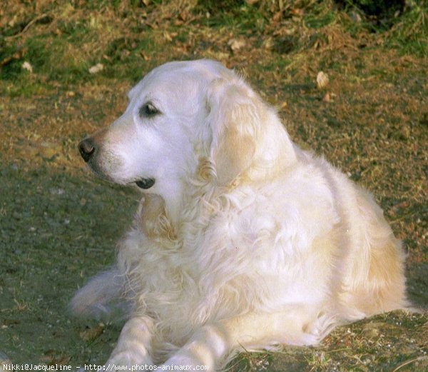 Photo de Golden retriever