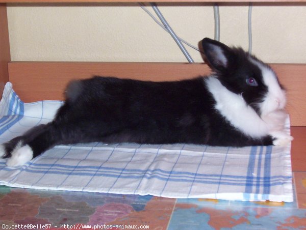 Photo de Lapin