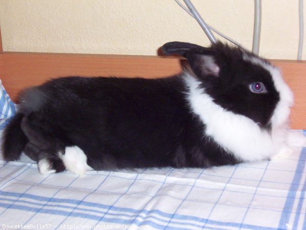 Photo de Lapin