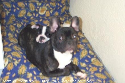 Photo de Bouledogue franais