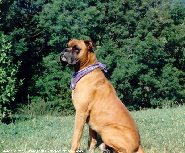 Photo de Boxer