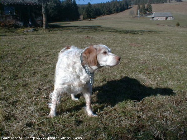 Photo d'Epagneul breton