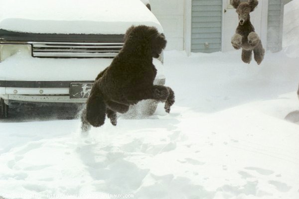 Photo de Caniche moyen