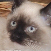 Photo de Ragdoll