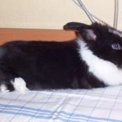 Photo de Lapin