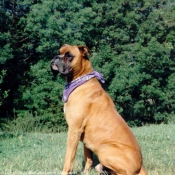 Photo de Boxer