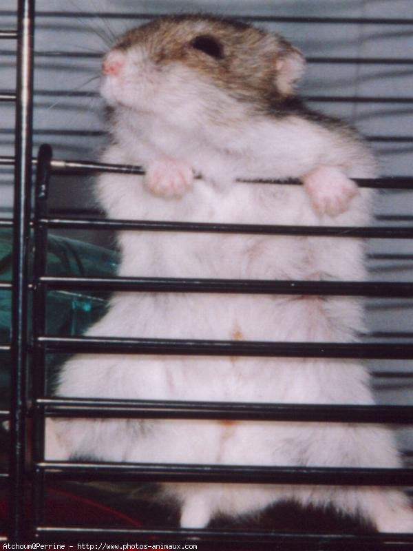 Photo de Hamster