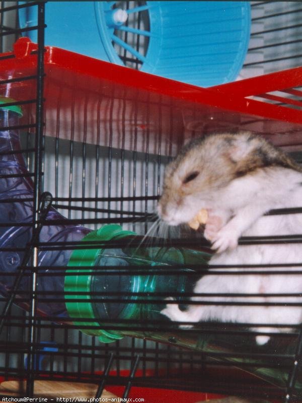 Photo de Hamster