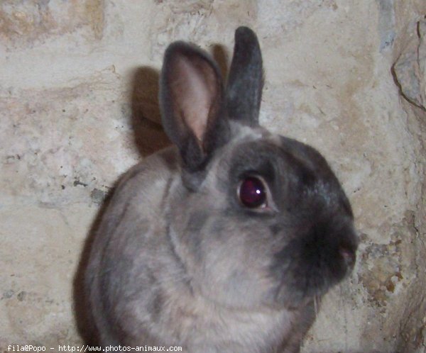 Photo de Lapin