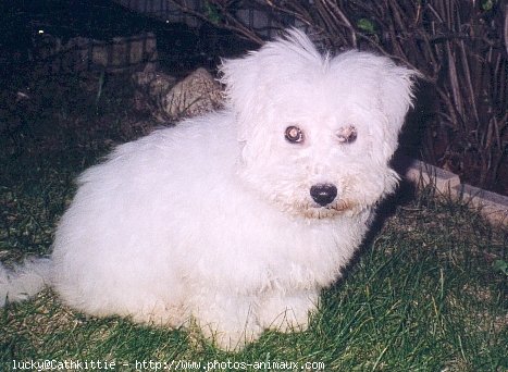 Photo de Bichon  poil fris