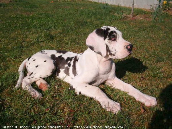 Photo de Dogue allemand