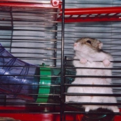 Photo de Hamster