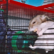 Photo de Hamster