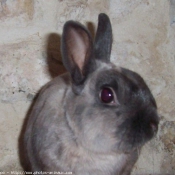 Photo de Lapin