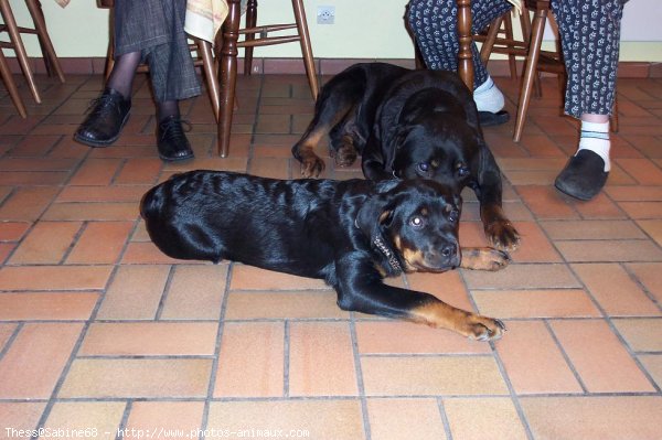 Photo de Rottweiler