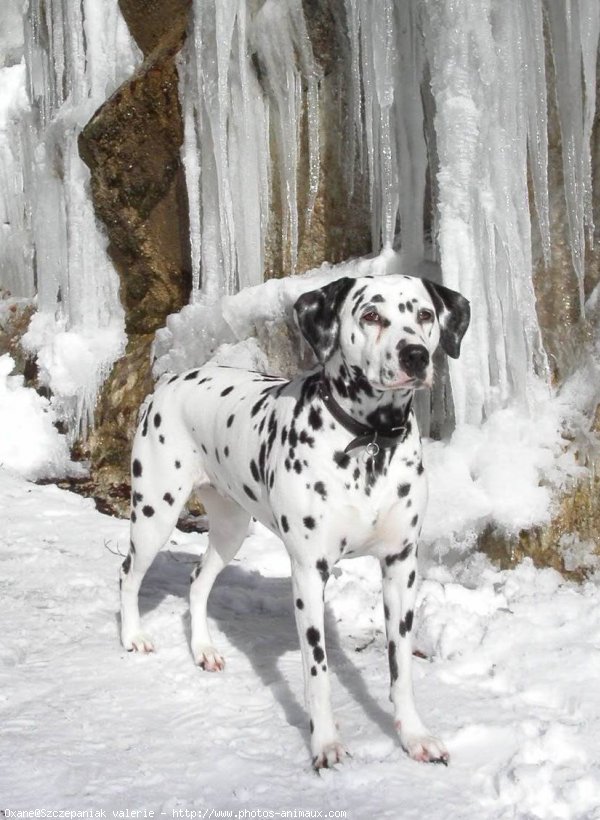 Photo de Dalmatien