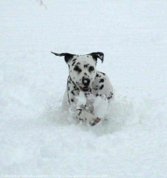 Photo de Dalmatien