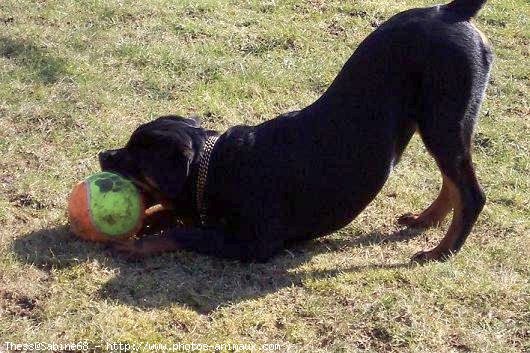 Photo de Rottweiler