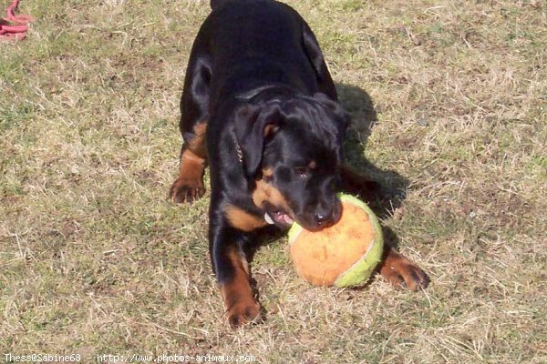 Photo de Rottweiler